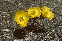 Ranunculus adoneus